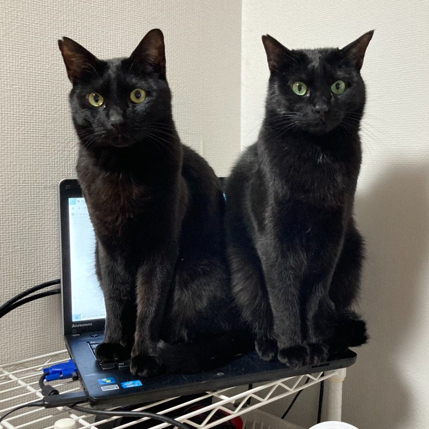 NobuHideCats's tweet photo. 耐荷重10キロのパソコン🐈‍⬛🐈‍⬛
#要にゃんこ亭　卒業猫
#久米島猫
#保護猫 https://t.co/svpLIw9wPp