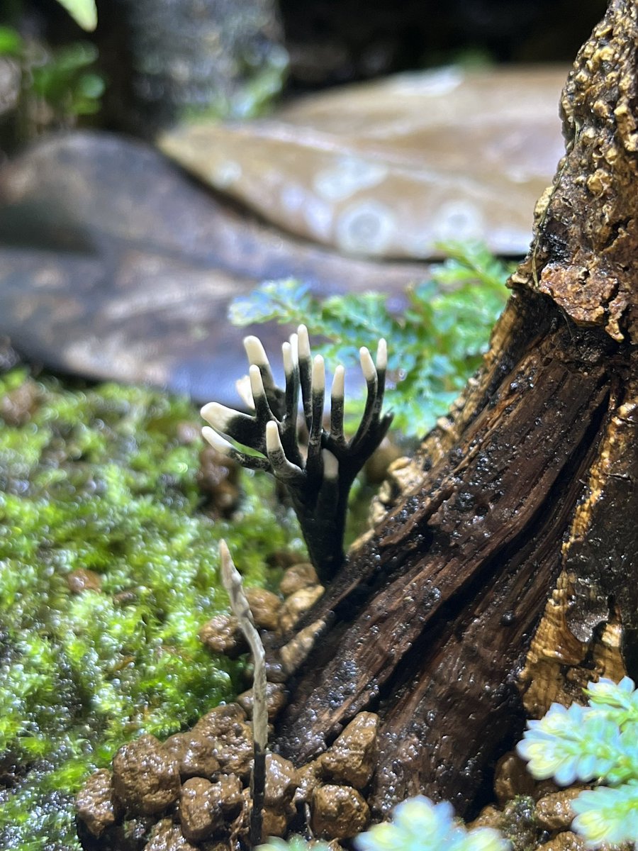 湊様　リクエスト KAWASAKI ZX-4RR ('24-) - Technix Suspension Service