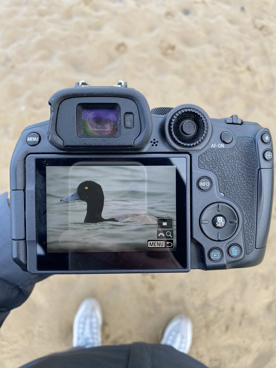 Pretty nice views of the local Greater Scaup this afternoon on West Kirby marine lake #Wirral. Shame it’s now been flushed again by boats, onto the Dee estuary - <a href="/CHESHIREBIRDING/">C & W BIRD NEWS</a>