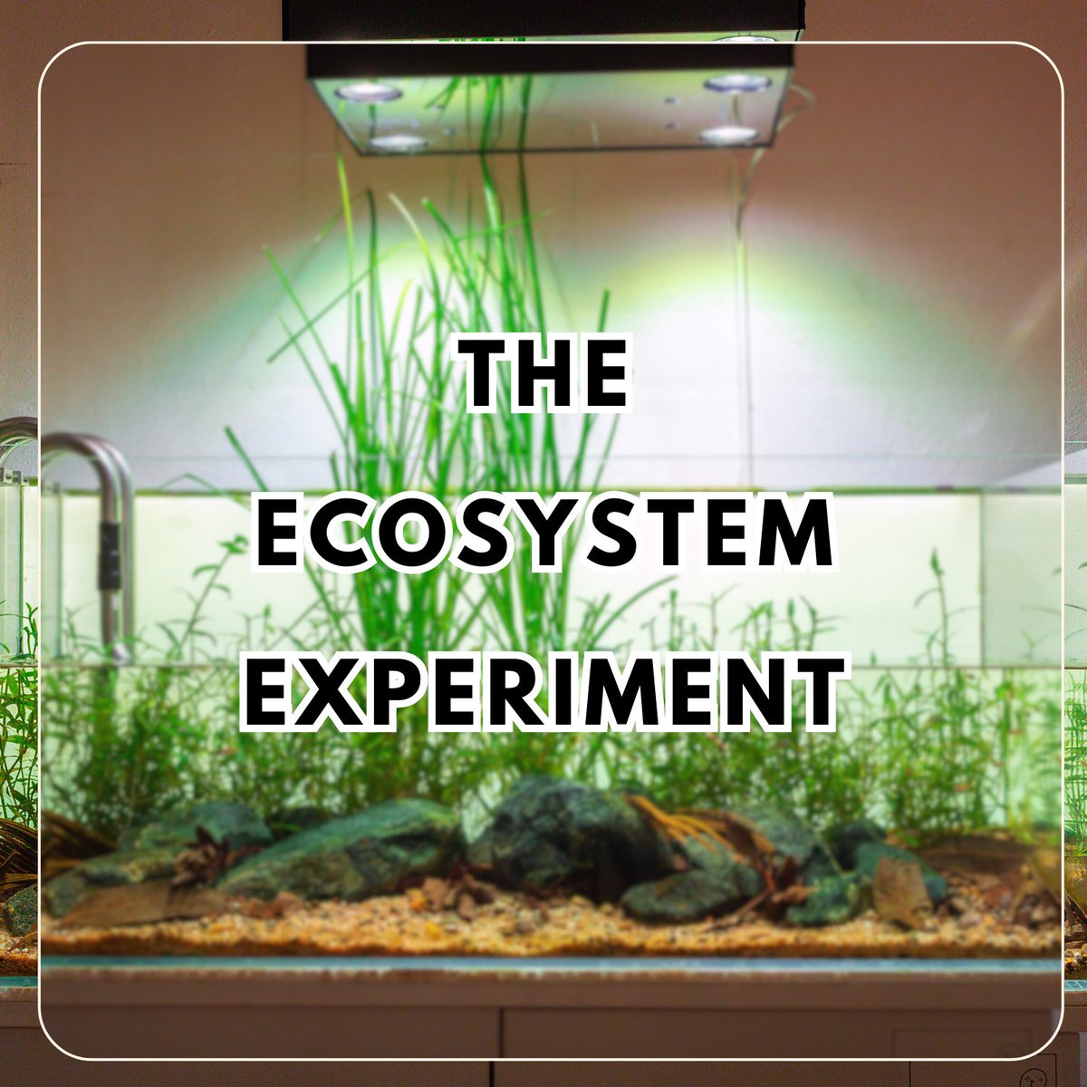 PFKmagazine's tweet image. Inspired by the beauty of rice fields, this project breaks the rules of true biotopes &amp;amp; water changes. Explore this stunning aquarium and its emergent plants in our January issue.

Read more &amp;amp; order your copy: practical.fish/january2026

#Fishkeeping #Biotope #PracticalFishkeeping