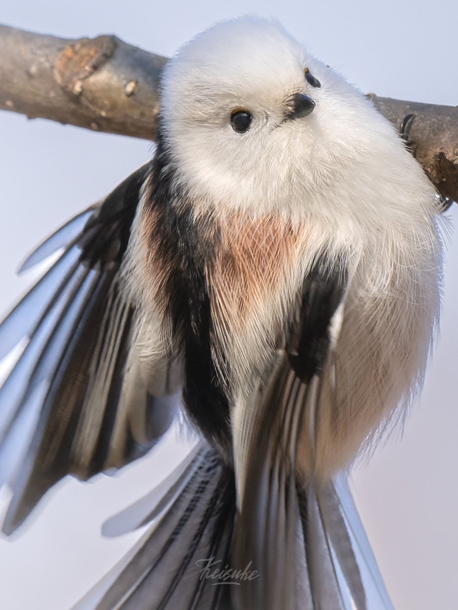 むぎ (@mugimugi_z) / Posts / X