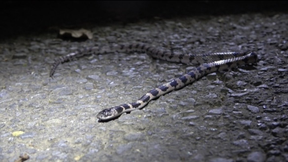 JapanGuide31993's tweet photo. The phantom snake, the Shiro-madara, had been run over.

#ShiroMadara #JapaneseRatSnake #RareSnake #PhantomSnake https://t.co/ufcbCSGmgu