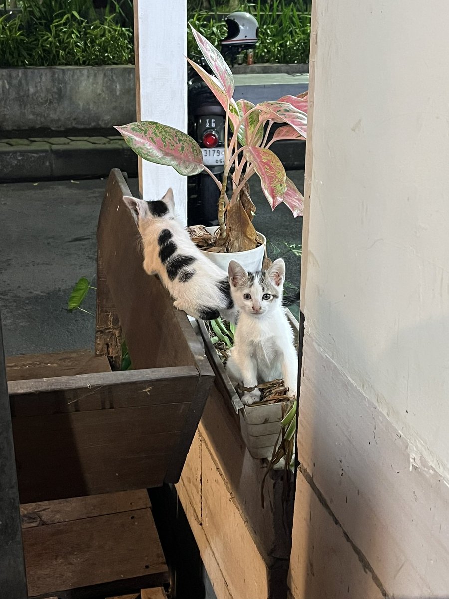 bandung tapi makan bali