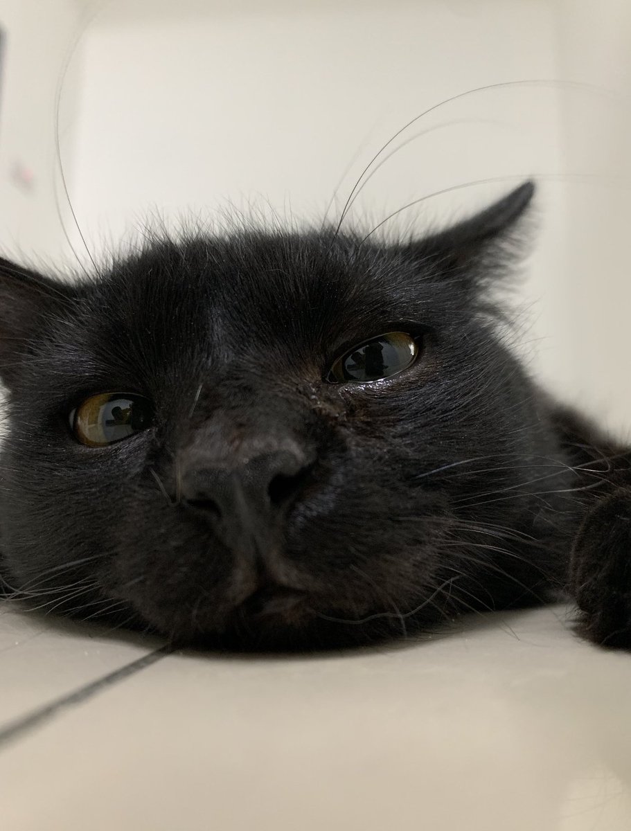 The carefree black cat