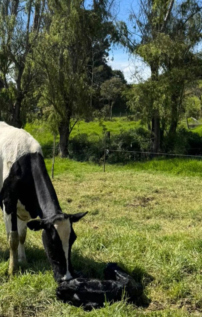 PL_Chiquinquira's tweet image. La vida comienza en silencio y cuidado. Escenas como esta reflejan el instinto maternal, el bienestar animal y el compromiso del campo con una crianza respetuosa desde el primer instante. 🌱✨

@fedegan @jflafaurie @PlSaravena  #ConstruyendoGanadería #OrgullosamenteGanaderos