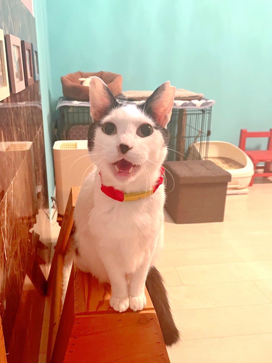 夜猫。後ろには先輩猫＆友達猫。