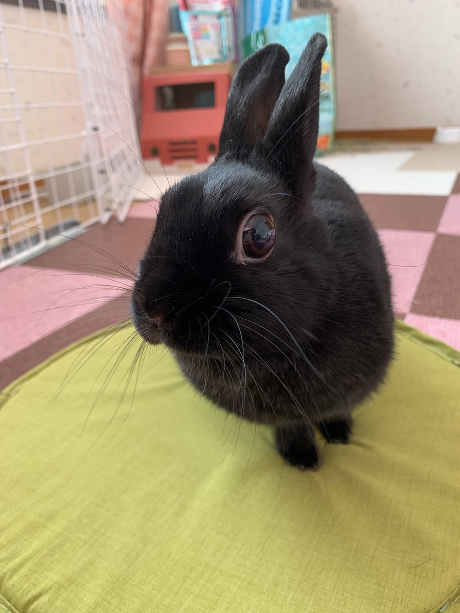 emi268's tweet image. うにちゃんでしゅ