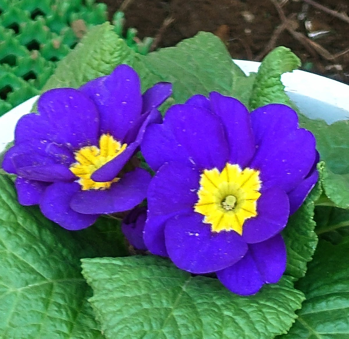 木曜日、お疲れ様でした🙇

通勤途中に見つけたお花☺️
濃い紫色に力強さを感じて、朝からパワー頂きました💪

明日も穏やかな1日となりますように😊

#プリムラ
#パワーチャージ