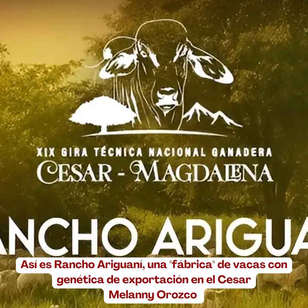 PL_Chiquinquira's tweet image. Con más de cinco décadas de historia, Rancho Ariguaní demuestra que la tradición y la innovación pueden caminar juntas. 🐂🌱

@fedegan @jflafaurie @ContGanadero  #RanchoAriguaní #ConstruyendoGanadería #OrgullosamenteGanaderos