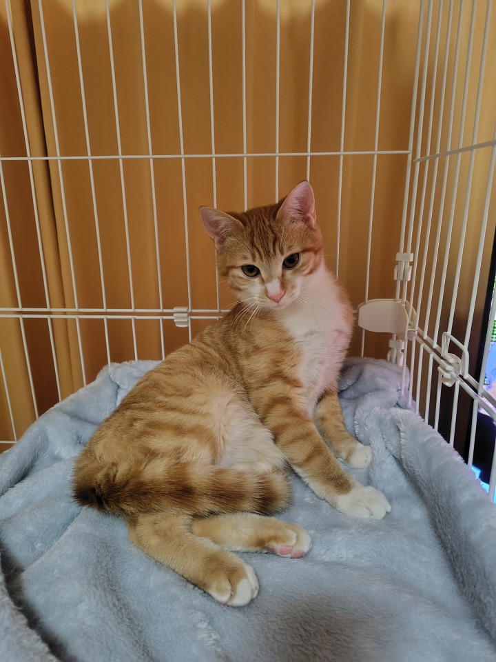 濃いめの茶トラ！お腹は白いです 埼玉県 ♂ 生後6ヶ月 の