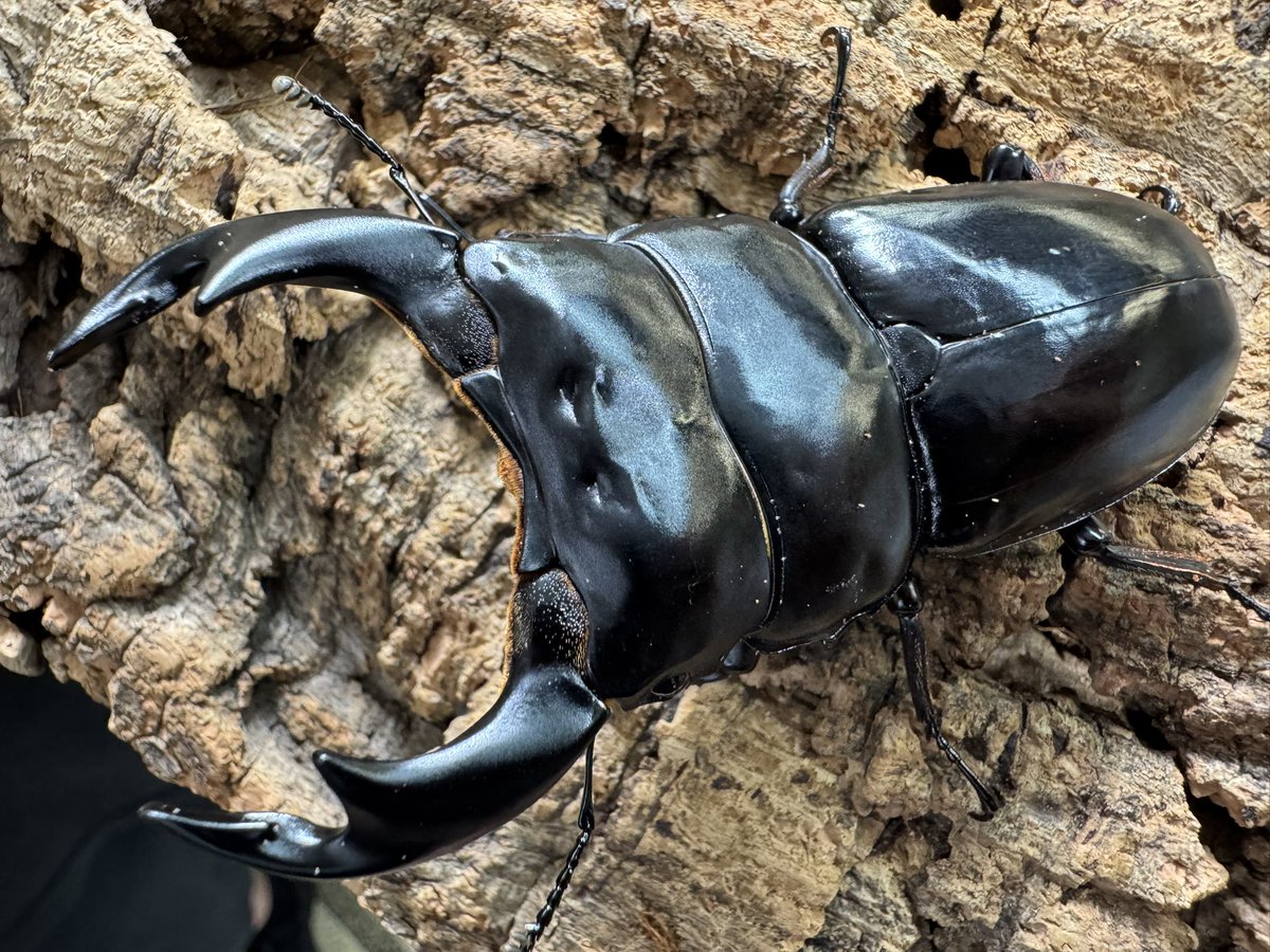 エレガブ　メテオーグ　ワンオフ塗装　黒成型 在庫紹介】 ✨ヘラクレス・エクアトリアヌス✨ ✨テルシテスヒメ