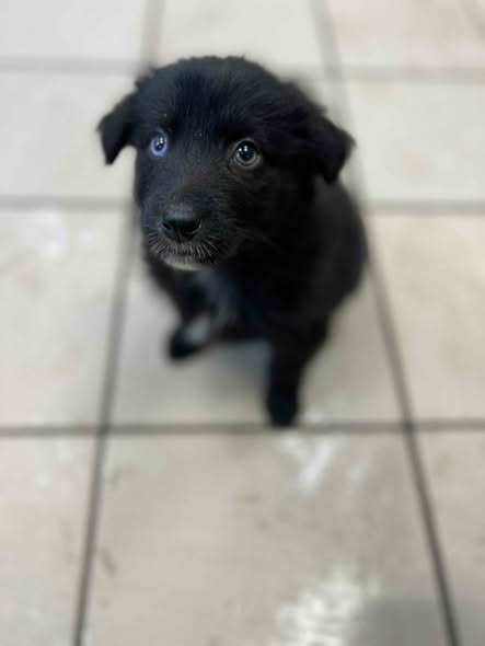 samasobiotak's tweet image. Щеня хлопчик шукає дім, 2 місяці,  має очі різного кольору. Можливо хтось шукає друга. 
Локація Рівне, мікрорайон Північний. 
0985853038
#Рівне