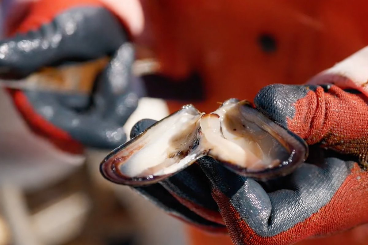 InvestigatorUa's tweet image. Американець в окупованому Криму вирощує устриці... на європейському обладнанні і сировині

Роберт Харві Стабблбайн із Бостона, але живе в Росії більше 30 років. Володіє десятком російських компаній, чотири з яких зареєстровані у Криму. Це ферми з вирощування устриць, креветок і…