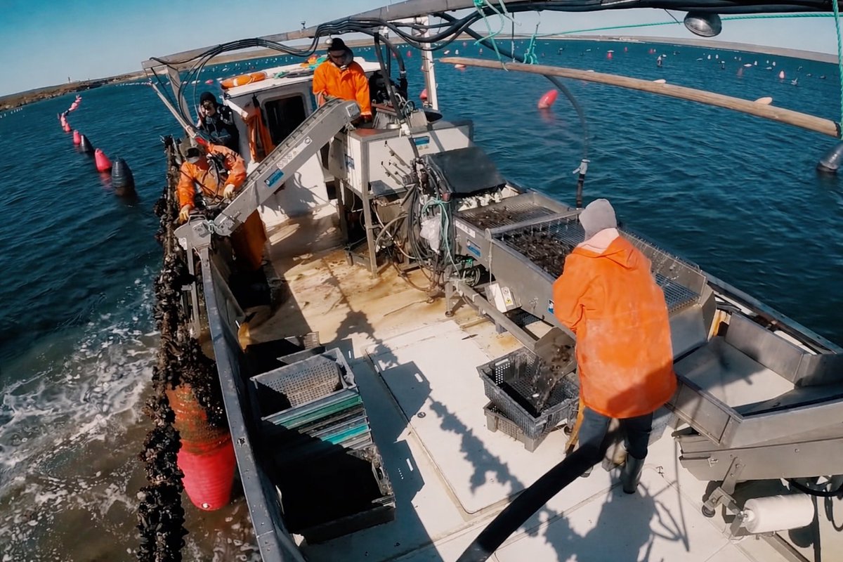 InvestigatorUa's tweet image. Американець в окупованому Криму вирощує устриці... на європейському обладнанні і сировині

Роберт Харві Стабблбайн із Бостона, але живе в Росії більше 30 років. Володіє десятком російських компаній, чотири з яких зареєстровані у Криму. Це ферми з вирощування устриць, креветок і…