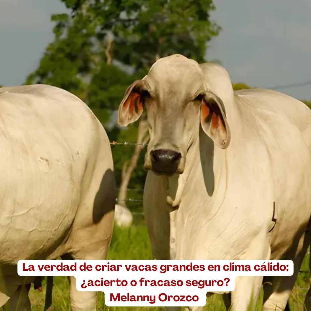 PL_Chiquinquira's tweet image. El tamaño del ganado no es una moda ni una cuestión estética, es una decisión técnica que define la eficiencia productiva en el trópico. 🐄🌴

@fedegan @jflafaurie @ContGanadero  #GanaderíaTropical #ConstruyendoGanadería #OrgullosamenteGanaderos