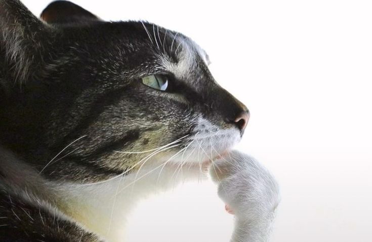 dieFischel's tweet image. : Gryffindor naganya di-Batak-in...
Slytherin naganya di Sawit-in...

Hufflepuff... naganya di-Hamil-in ...?? #sikap