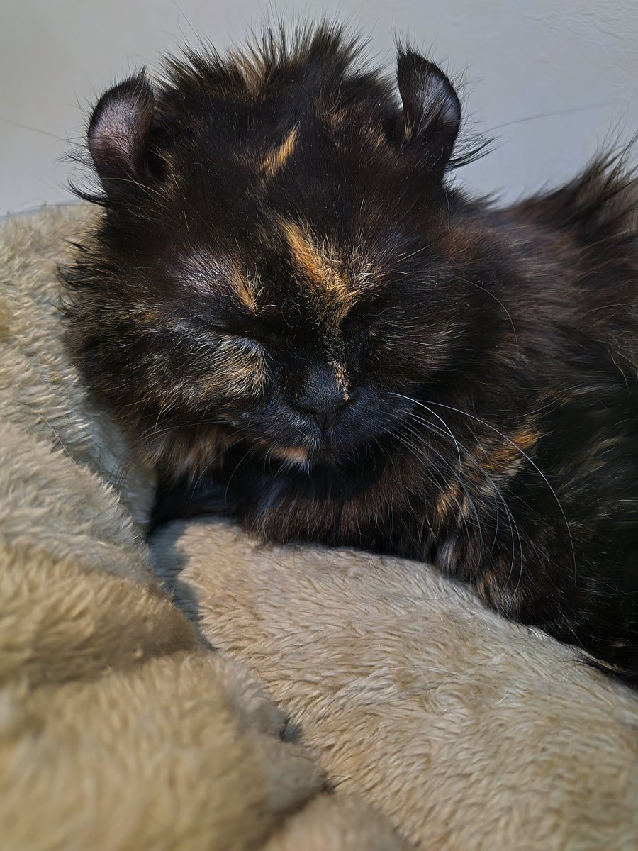 5majalala's tweet photo. ハードな寝癖の千代田区OL👩
#ねこ #ねこjalala #猫カフェ #猫 #秋葉原  #猫好きさんと繋がりたい #cat #catcafe #nekojalala https://t.co/ITr1KjuPte
