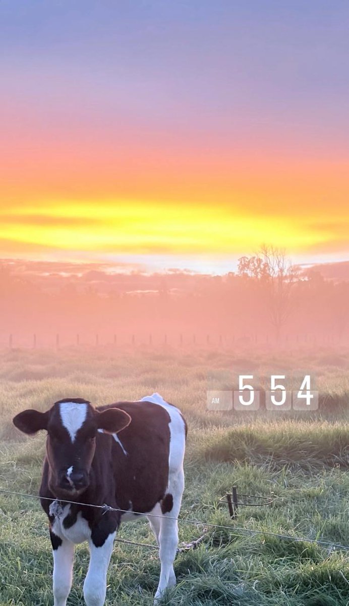 PL_Chiquinquira's tweet image. Postales que reflejan la belleza del campo, la conexión con la naturaleza y la esperanza que nace cada mañana en los paisajes rurales, donde la vida se renueva y el futuro se cría paso a paso. 🌱✨

@fedegan @jf_lafaurie #ConstruyendoGanadería #OrgullosamenteGanaderos