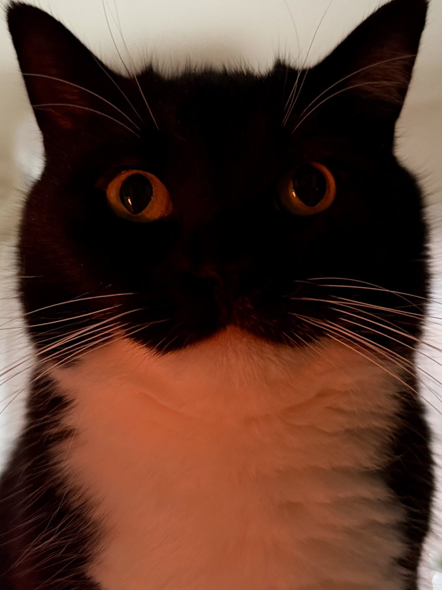 unicouniuni3's tweet image. POV: the last thing you see