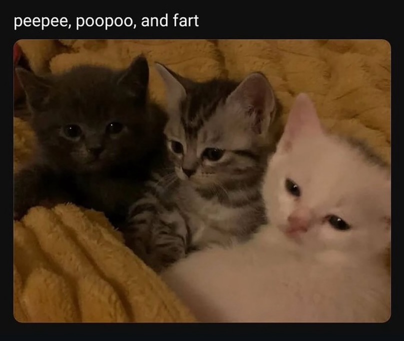 smol silly cat (@catsillyness) on Twitter photo 