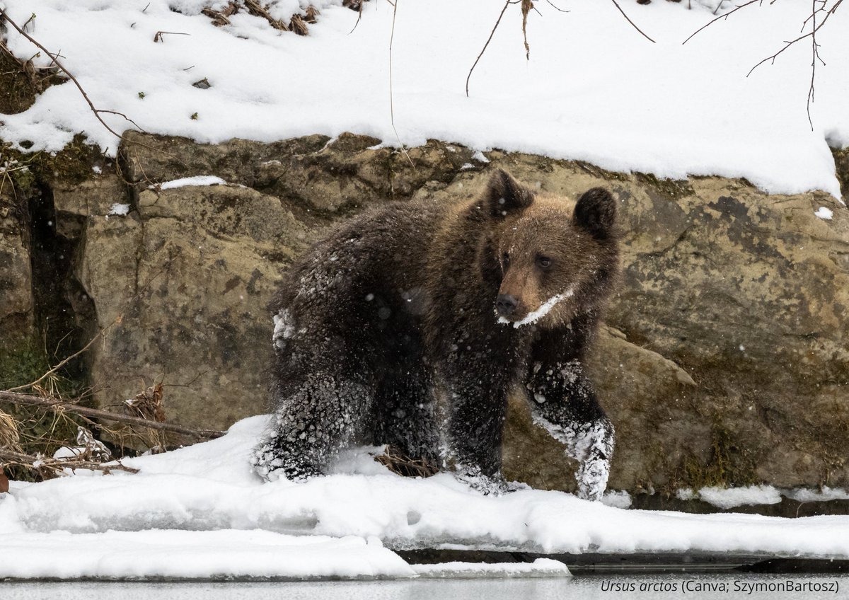 Institute of Nature Conservation PAS tweet media
