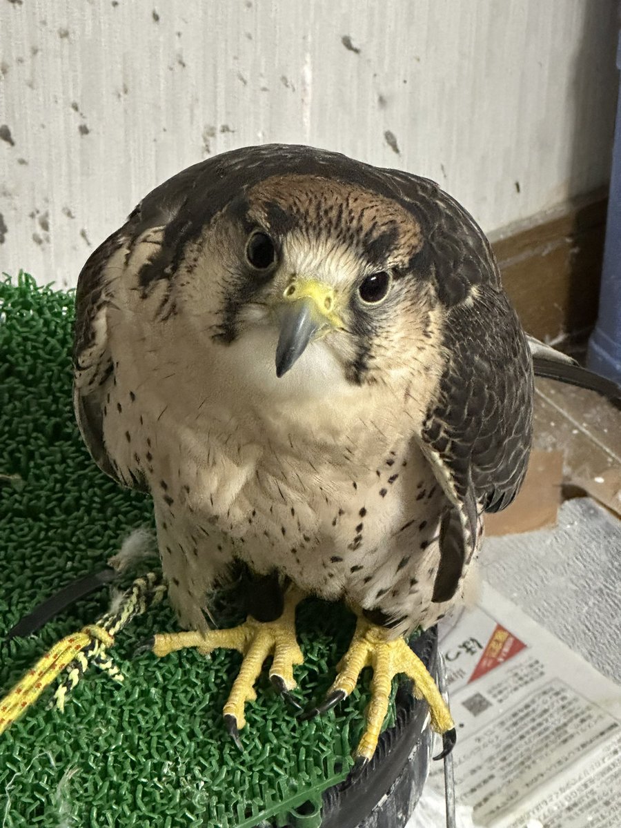 アクアリミテッド tweet media