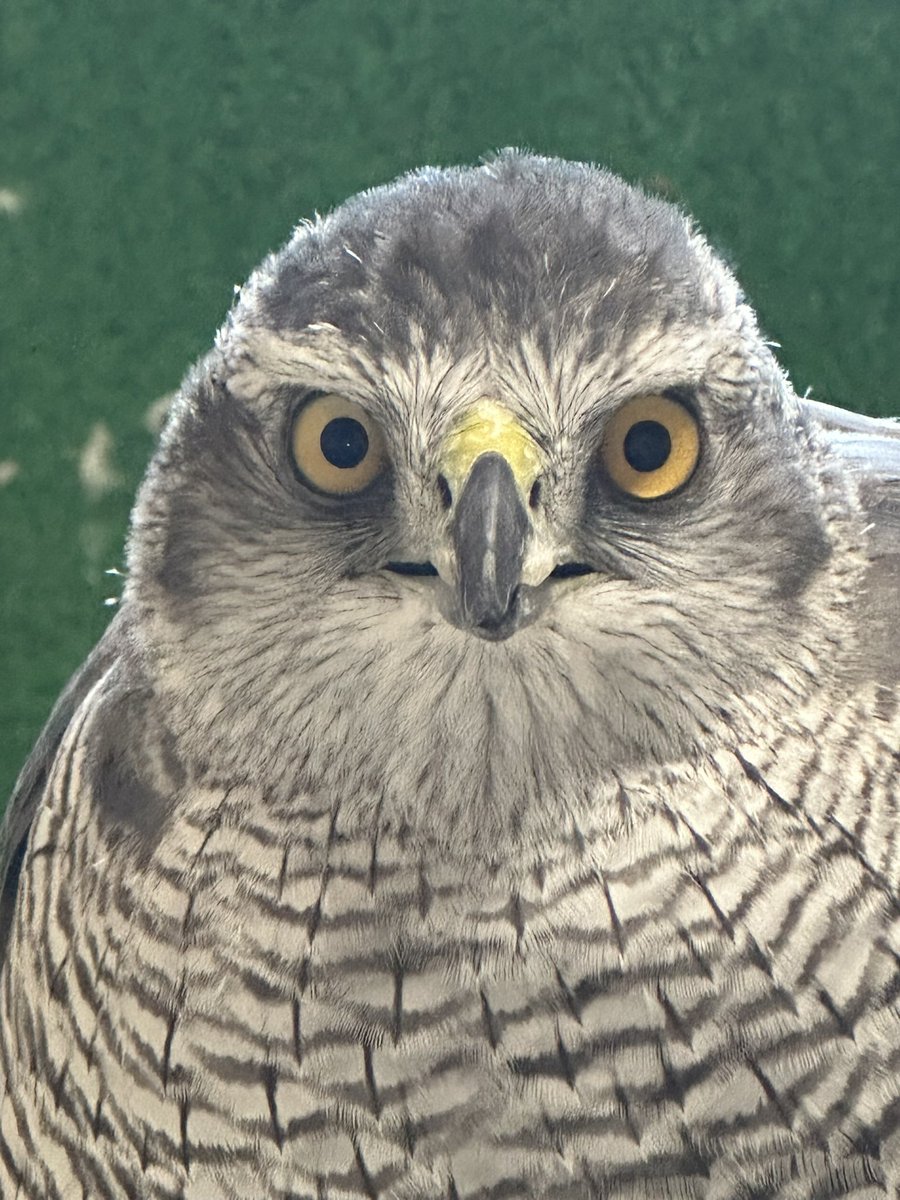 アクアリミテッド tweet media