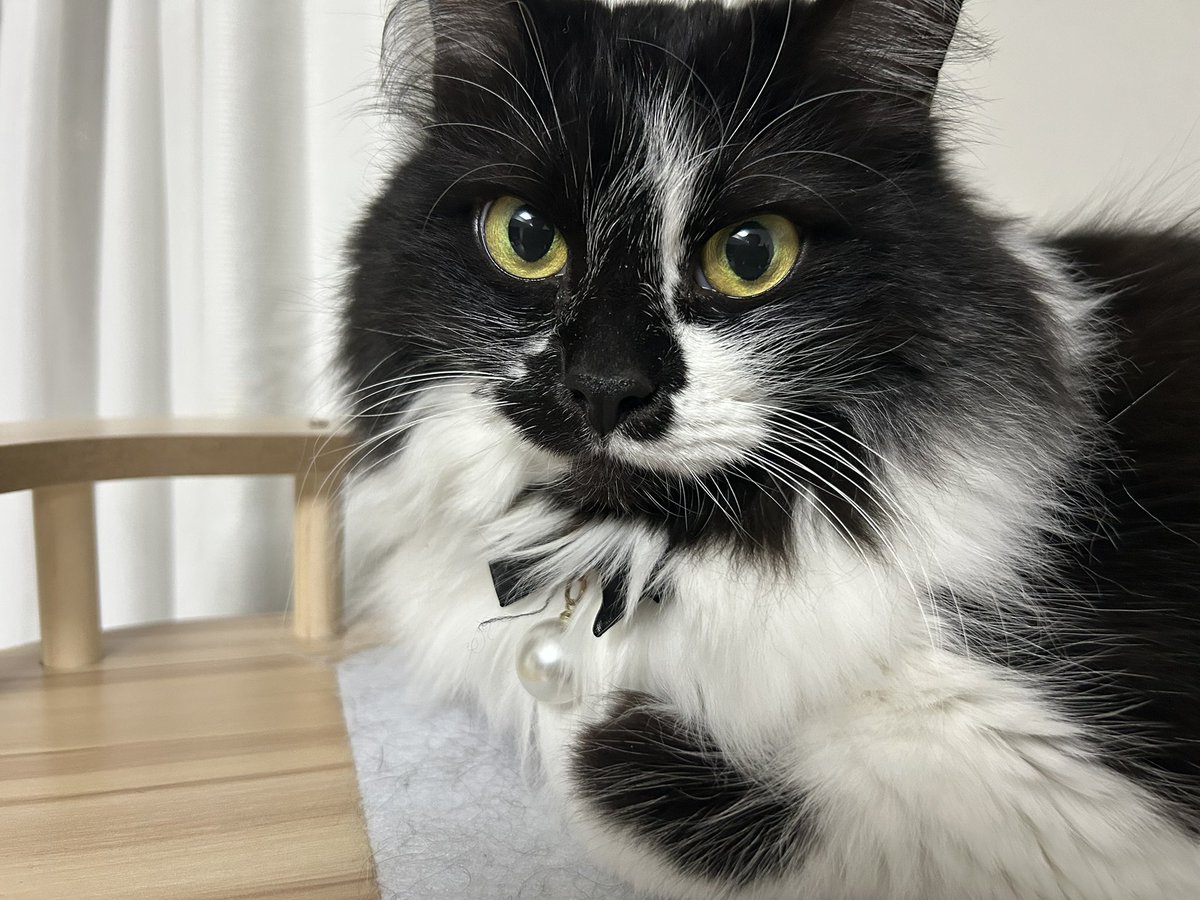 O_SsDad's tweet photo. リボンが似合ってるねすーちゃん🍀

#猫のいる幸せ https://t.co/QXEeksSbEZ