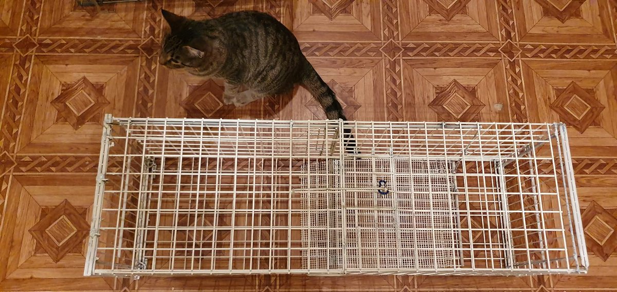 MurchikiUa's tweet image. Увага, збір на котоловки 😼
Наш притулок систематично займається стерилізацією безпритульних та допомагає волонтерам котоловками для відлову домашніх, загублених котиків. Замовлямо виготовлення, бо наявні вже відслужили своє. Просимо допомогти зі збором, так як це дуже необхідна…