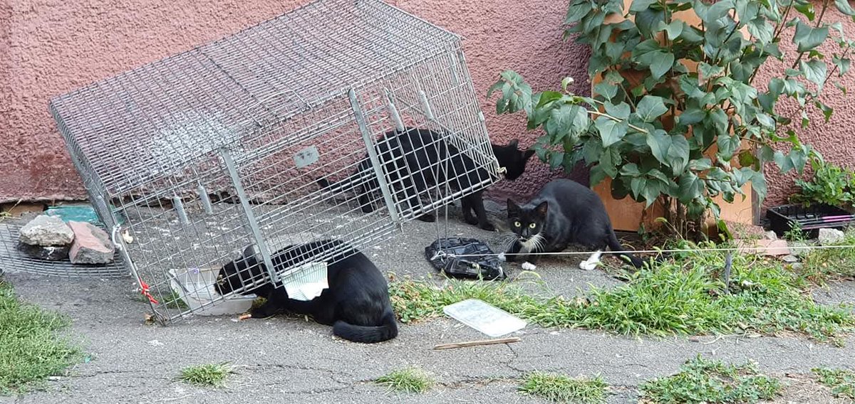 MurchikiUa's tweet image. Увага, збір на котоловки 😼
Наш притулок систематично займається стерилізацією безпритульних та допомагає волонтерам котоловками для відлову домашніх, загублених котиків. Замовлямо виготовлення, бо наявні вже відслужили своє. Просимо допомогти зі збором, так як це дуже необхідна…