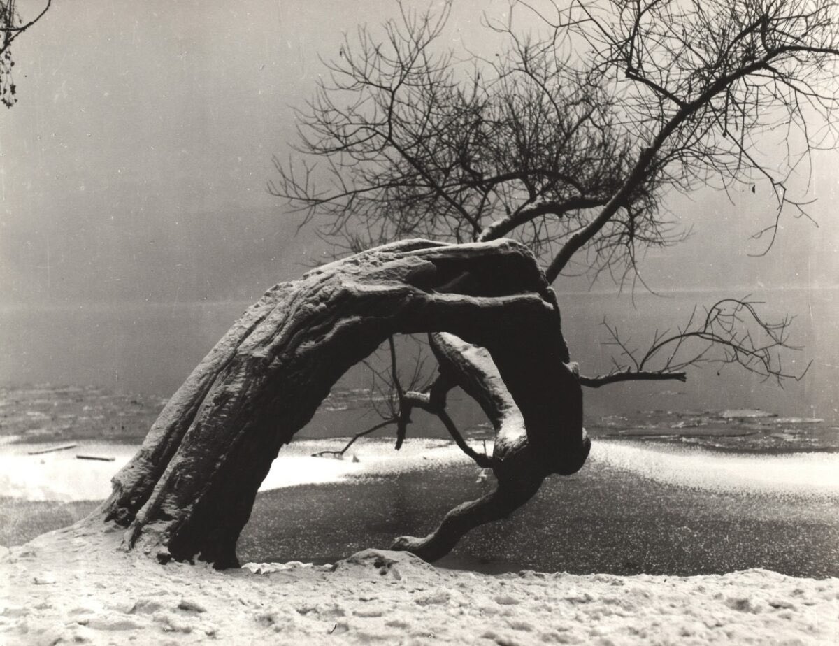 Old Tree in Winter

                                    1964

  Jan Lauschmann