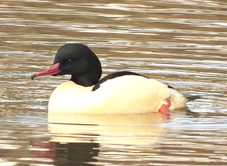 GordonBlackett's tweet photo. 12 male Goosanders were busily fishing along a half-mile stretch of the River Wear near Bishop Auckland this morning. @teesbirds1 https://t.co/JsAm4T3rYl