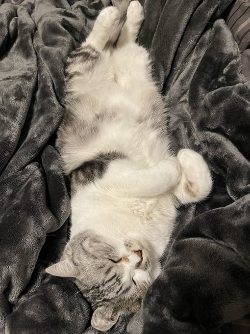 低気圧にやられてる猫 