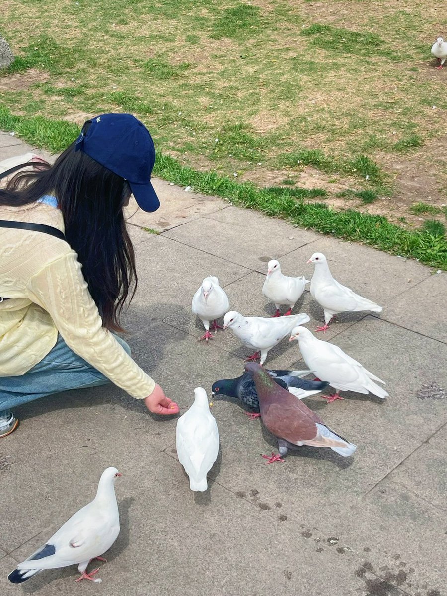 jayrdark's tweet image. Maybe I’m not feeding them… maybe they’re reminding me that showing up with nothing fancy, just an open palm, is enough 🕊️ Sometimes the universe sends feathers instead of answers🪶🤍