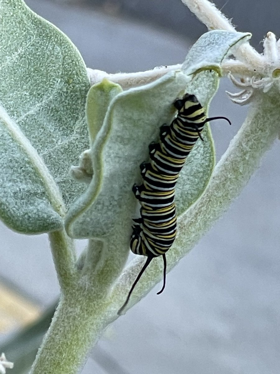 Matt Liston tweet media