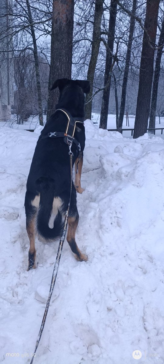 Lunta tullut niipalkauhiast 😊
Vähän piti käydä kyttäämässä kukkulan kunkkuna 😄