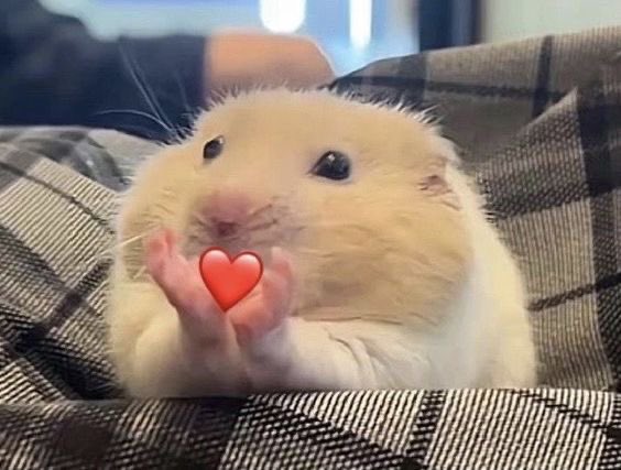 priicessy's tweet image. Halow gesss dalam rangka aq abis dapat rejeki nomplok n berkah malam jum’at xixixi me maw GIVEAWAY saldo QRIS utk 3 orang (BA only).

Rules: RT tweet ini n pinned aq yach. yg maw followan leh bgt, ak auto fb🥰🫰🏻

End tba 🔜 Good luck cingtahh☺️💖
#zonauang #zonajajan