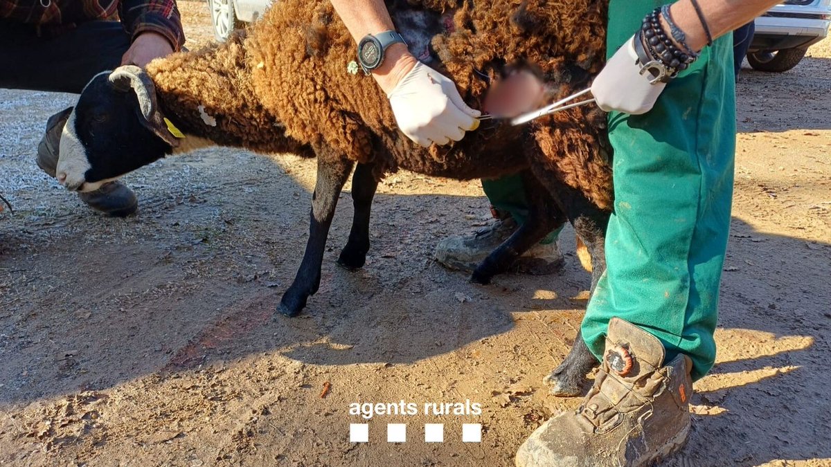 agentsruralscat's tweet image. 🚨 Per avís del @112, aconseguim separar dos gossos escapats mentre atacaven una ovella a La Pobla de Segur (Pallars Jussà).

Identifiquem ambdós propietaris que es posen d'acord amb la indemnització dels danys ocasionats i l'atenció veterinària de l'ovella.