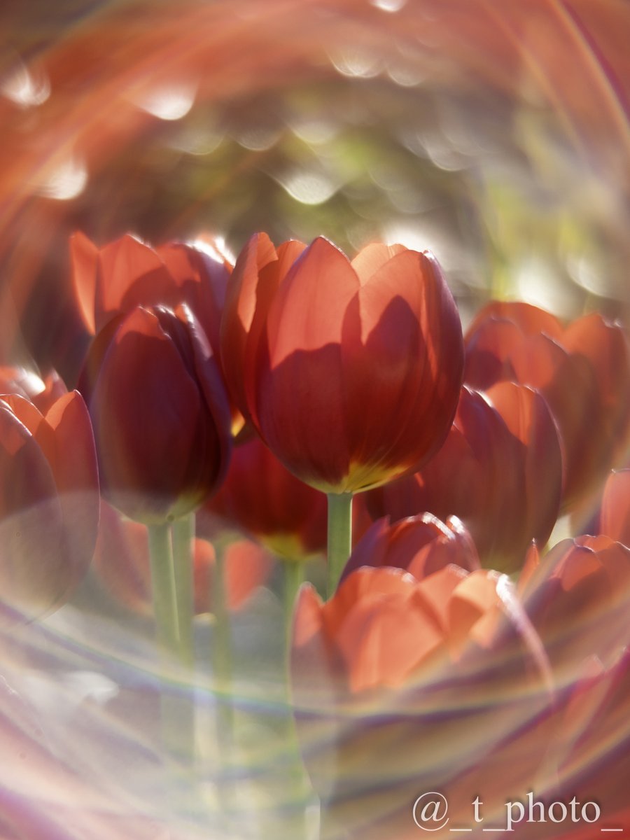 今日も元気に！！  

#アイスチューリップ