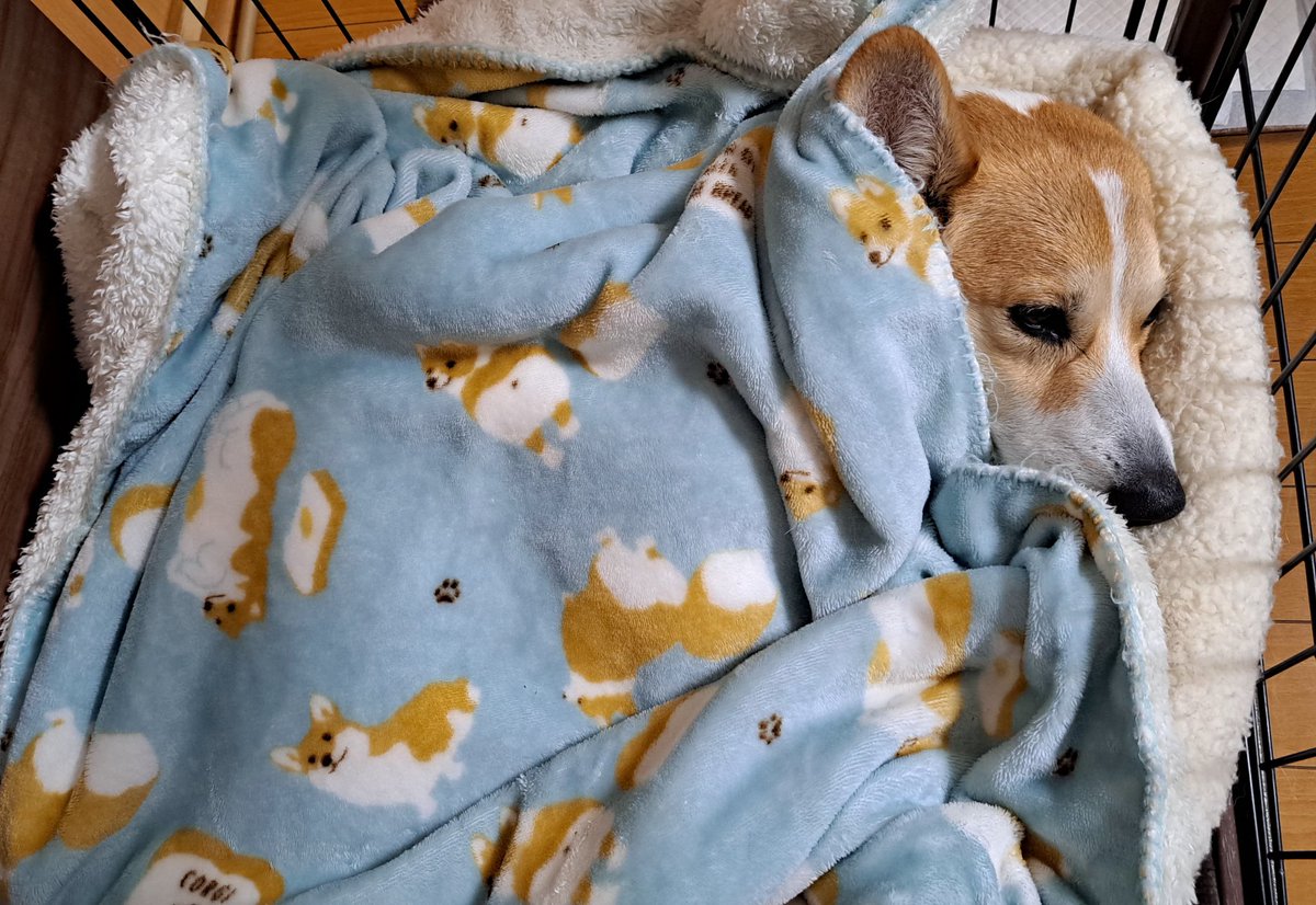 おやすみなさい～💤 またね✋🐾