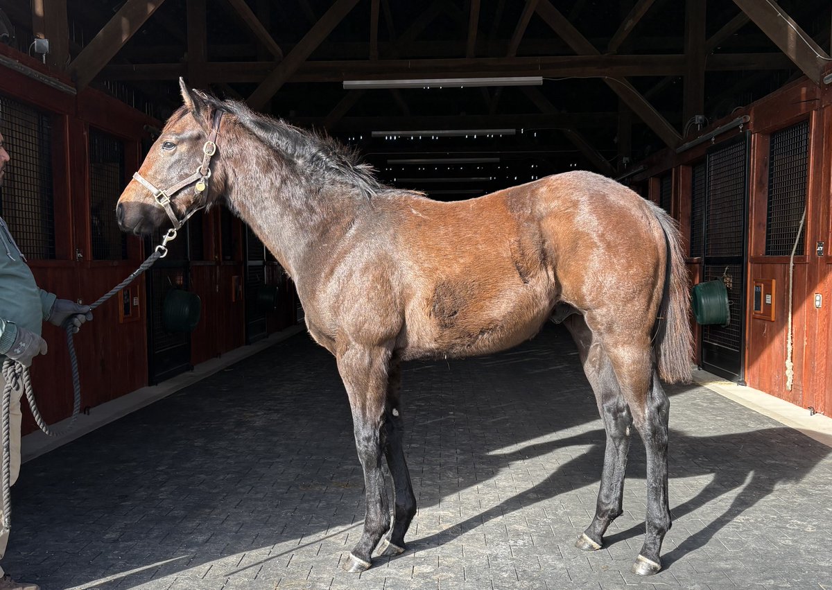 Airdrie Stud tweet media
