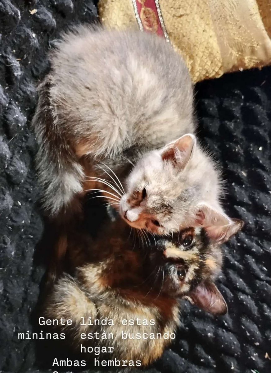 Ghosty_Dev2's tweet photo. (Please repost)

Hello people! I was gonna rest a while after comission but i see myself forced to open emergency comission because a situation here 😿

These kitties were rescued for a friend of mine (continue bellow ⬇️⬇️) https://t.co/ditCmCLr6p