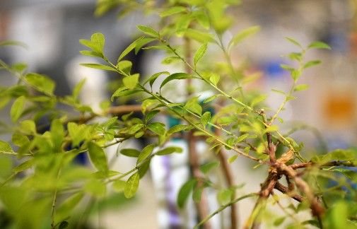 NewPhyt's tweet image. Plant discovery could lead to new ways of producing #medicines

'Now that we know how to look for this chemical production, we have new avenues to explore for the production and discovery of safe drugs,' said co-author Benjamin Lichman.

york.ac.uk/news-and-event… 

@uniofyork