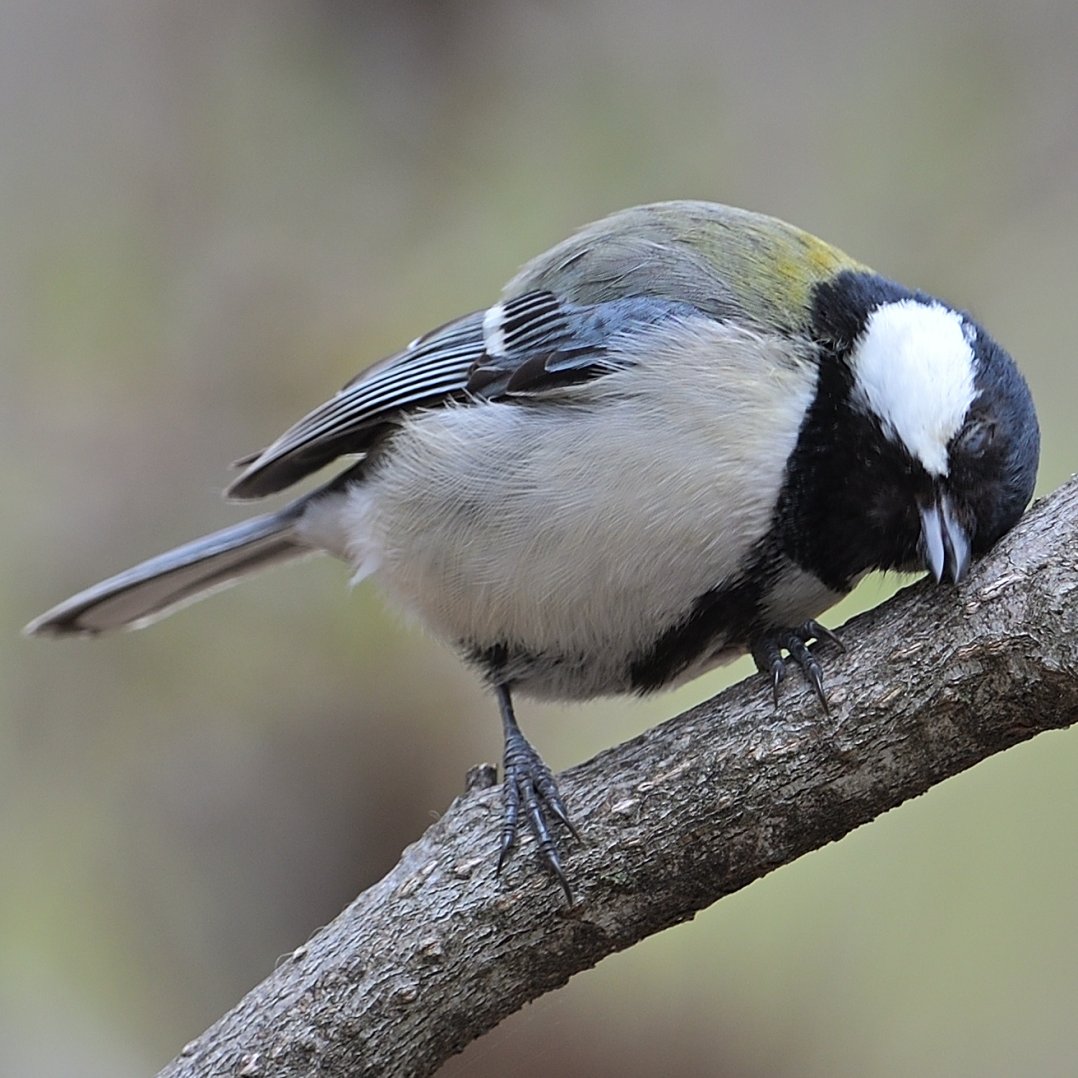 あちゃー って #TLに鳥のドアップ画像をあげて人々を幸せにしよう計画