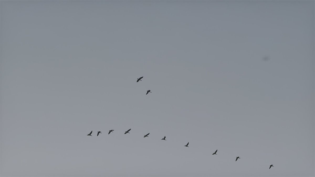 Birds… this evening