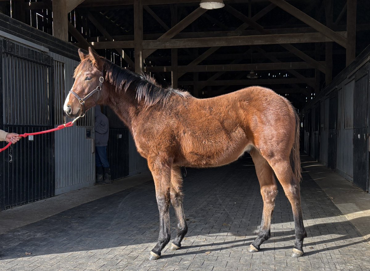 Airdrie Stud tweet media