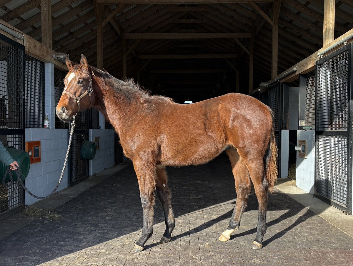 Airdrie Stud tweet media