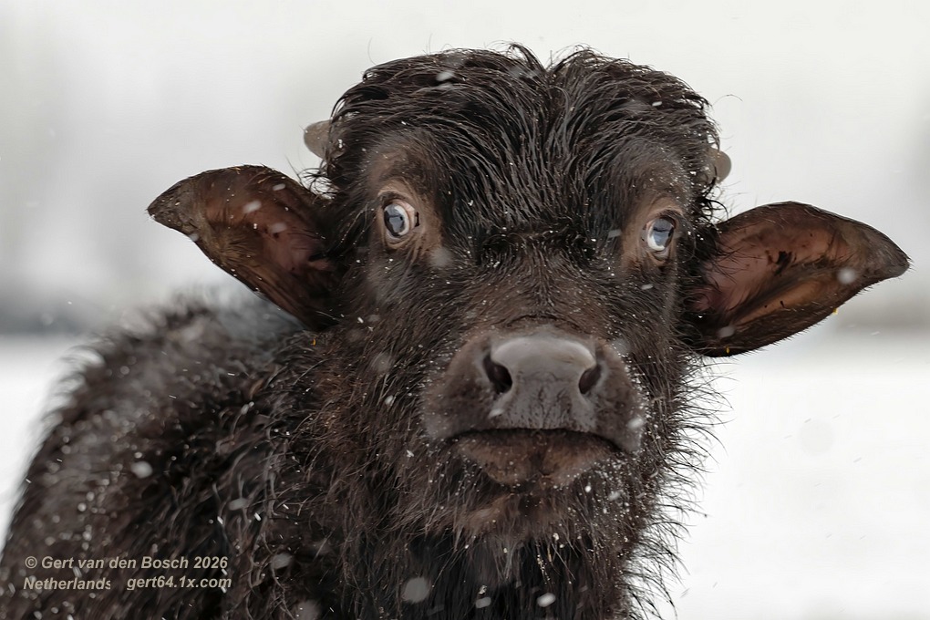 Verbazing. <a href="/DeStoerderij/">De Stoerderij</a>  (oormerken verwijderd met photoshop)