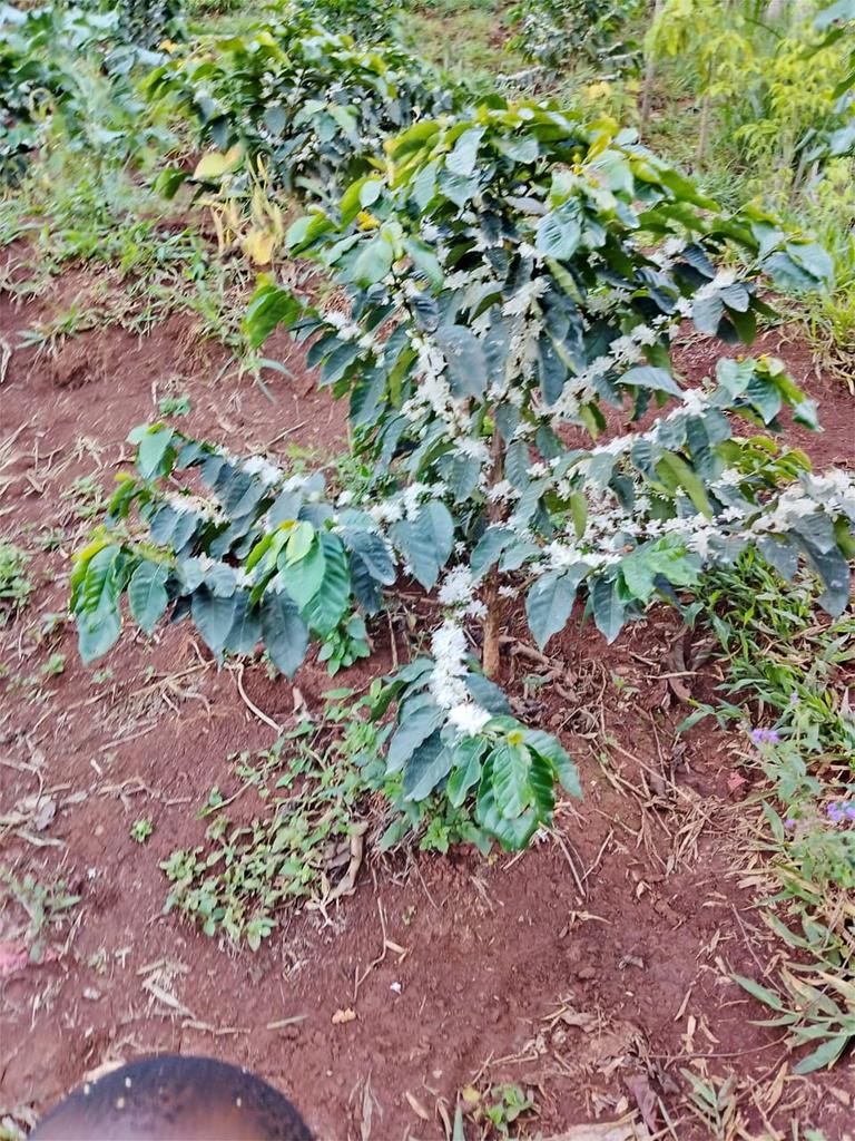 Wanjoros's tweet photo. @muthamajoelKE @wanguwamajani @kg_njiru by grafting Ruiru 11 with SL rootstock  you gain the advantage of having more drought resistant plants. 
This is a 2 year old plant in Murang'a.
root stock - SL 28
bud - ruiru 11 https://t.co/0xap2BjbMX