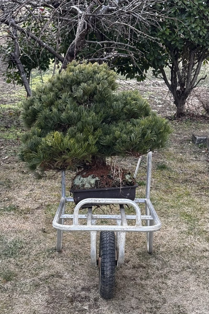 KousukeNakamura's tweet photo. 94歳になる義祖父の五葉松を年始に触った．地置きしていた鉢底には1番太い枝よりも立派な根たちがあった．
家族たちはもう興味ないというけど，指先も自由がきかなければやる気は起きないよな．もう2年は水遣りすると言ってたので，いい遊び道具になってほしい https://t.co/pfaMcQQSAU